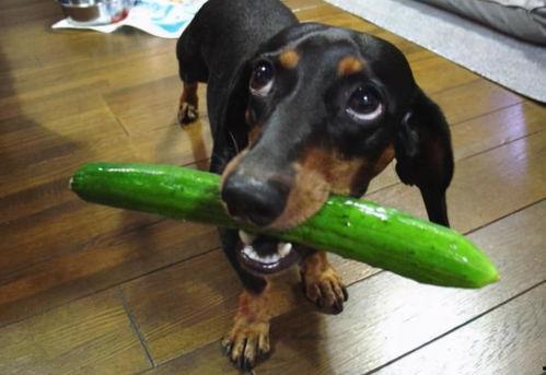 吃瓜虐狗,吃瓜虐狗，娱乐圈的甜蜜与苦涩