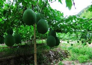 吊瓜怎么吃？,教你轻松解锁吊瓜食用新技巧