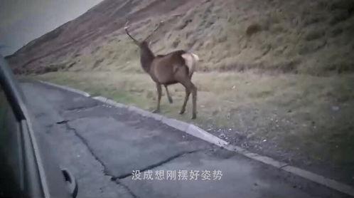 吃瓜群众狐獴