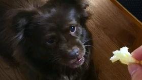 狗貉吃瓜么,揭秘动物界的“吃瓜”现象