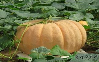 吃白玉瓜会胀气,揭秘食用后的消化现象