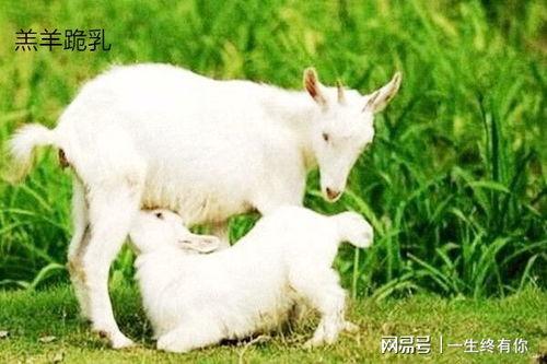 大方瓜如何喂羊羔吃,科学喂养指南