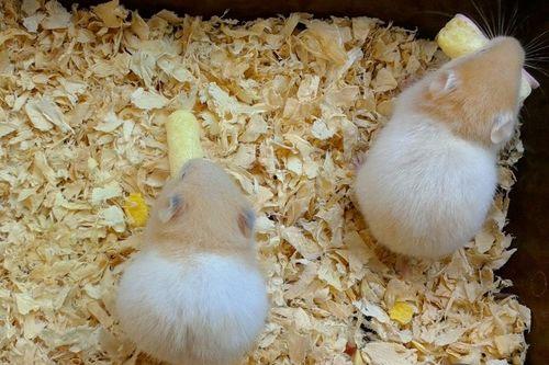 仓鼠吃蜜瓜频率,揭秘其高频食用背后的奥秘