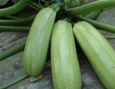 吃巧瓜有什么好处,健康生活新选择