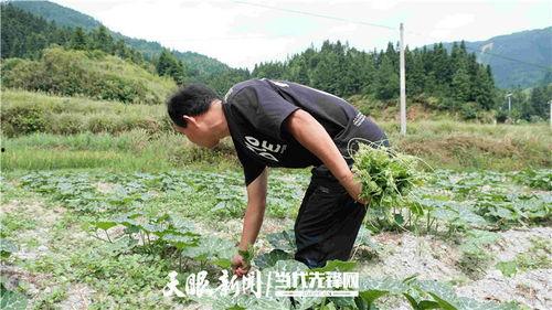 娄村吃瓜,一场味蕾与乡愁的邂逅