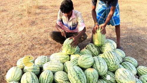 开元吃瓜视频播放,揭秘热门话题背后的真相与笑料