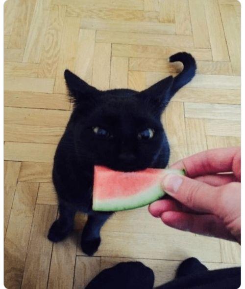 喵星人吃瓜,揭秘宠物界的趣味生活