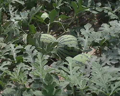 助农吃瓜计划,助力乡村振兴，共享丰收喜悦