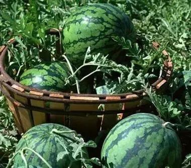 吃瓜博主小绿,揭秘娱乐圈那些不为人知的幕后故事