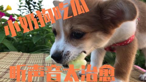 两狗吃瓜,两只狗狗共享瓜果乐