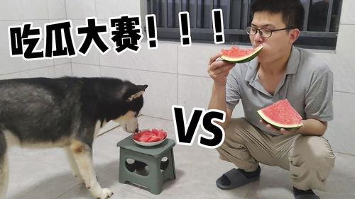 二哈搞笑视频吃瓜,吃瓜现场笑料百出，萌宠演绎欢乐喜剧