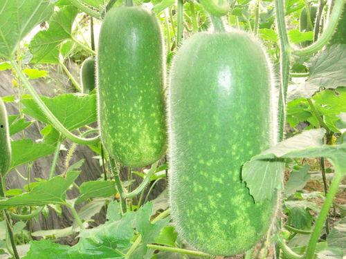 大的吃瓜图片,一场视觉盛宴的深度解析