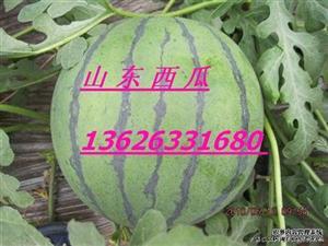 日照莒县吃瓜事件,一场网络热议背后的真相与反思