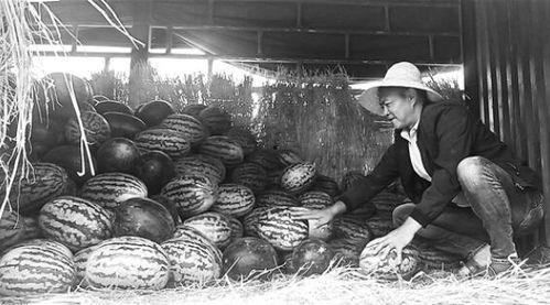 鄯善吃瓜群众事件视频,一场网络舆论的风暴与反思