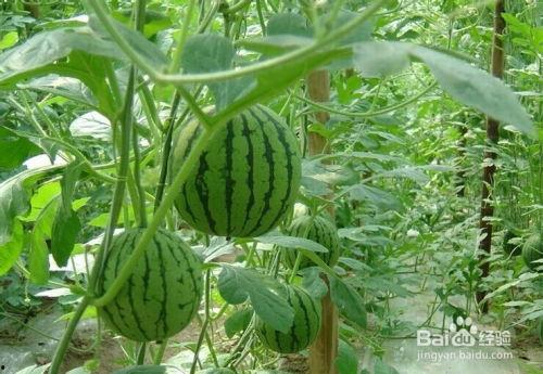 利川的吃瓜事件,一场引发全民热议的网络狂欢