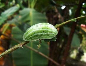 想去摘瓜吃,体验摘瓜吃新鲜美味之旅