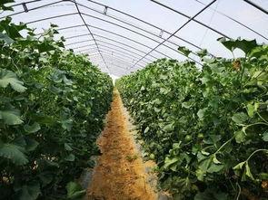 山西吃瓜结婚,吃瓜见证幸福时刻