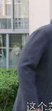 探长吃瓜热播剧,揭秘悬疑剧背后的秘密与惊喜