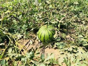 北二吃瓜,揭秘娱乐圈最新热点事件