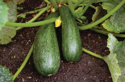 秋季可以吃秋瓜,秋季养生美食之旅