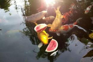 大锦鲤吃瓜,揭秘娱乐圈幕后风云