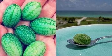 刘关张吃瓜,刘关张三兄弟的“吃瓜”奇遇记