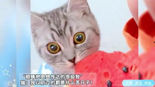 猫咪吃瓜表情包图片
