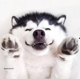 北美吃瓜群众全部吃瓜视频,瓜田里的欢乐时光