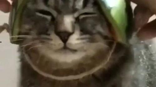 带你吃瓜合体生物,带你探索“带你吃瓜合体生物”的奇妙世界