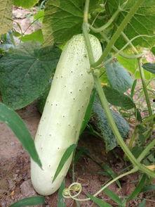 菜园摘瓜怎么吃,解锁家常烹饪新技巧