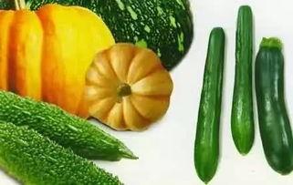 瓜里丝可以吃的是什么瓜,揭秘那些可食用的瓜类
