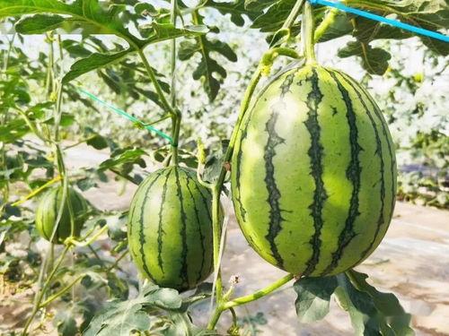 好看的吃瓜系统文,探秘娱乐圈的甜蜜与苦涩